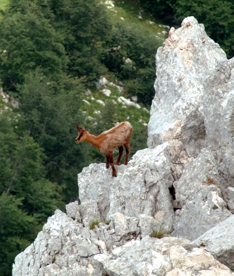 Camoscio d''Abruzzo Rupicapra pyrenaica ornata